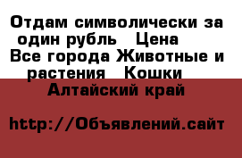 Отдам символически за один рубль › Цена ­ 1 - Все города Животные и растения » Кошки   . Алтайский край